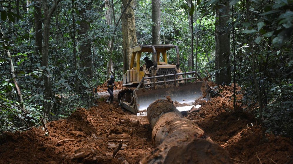 Foto: La tala ilegal de bosques provoca la destrucción del ecosistema y facilita la aparición de nuevos brotes de enfermedades