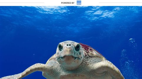 ¿Por qué se llama boba a la especie más común de tortuga en nuestros mares?