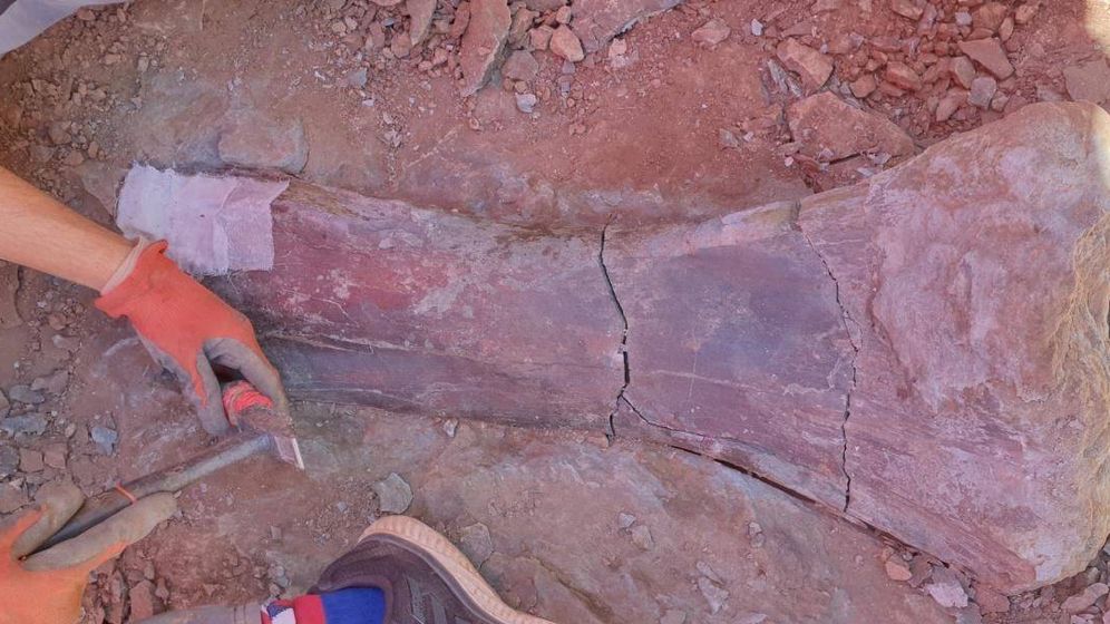 Foto: Hallan un nuevo yacimiento con restos de dinosaurio saurópodo en Morella (Foto: José Miguel Gasulla)
