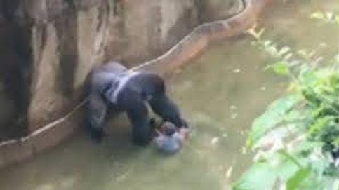 El gorila a cuyo foso cayó un niño sólo quería protegerlo: ¿fue excesivo que lo mataran?