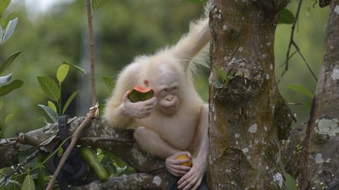 Alba, la orangutana albina de Indonesia, vivirá en un área de selva protegida
