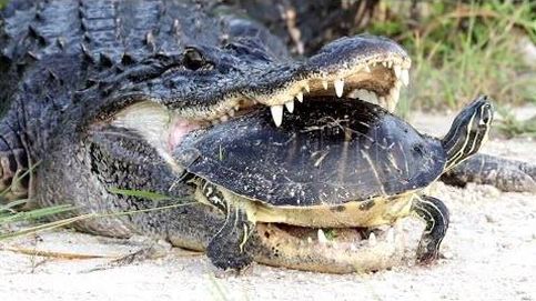 Este cocodrilo intenta comerse una tortuga, pero sin éxito