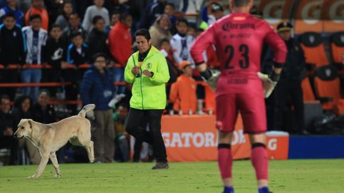 Un perro con habilidades futbolísticas irrumpe en un partido en Turquía