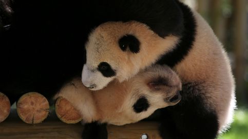 Chulina, la nueva oso panda de Madrid, saluda por primera vez al público