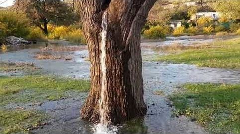 El misterioso árbol cascada del que brota agua desde hace 25 años 
