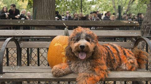 El Dog Parade: el mayor desfile canino se viste de Halloween