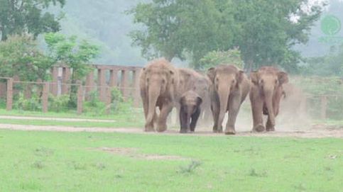 El emotivo recibimiento de una manada de elefantes a una cría rescatada