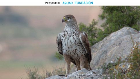 La brutal vista del águila perdicera: ve a su presa a 500 metros de distancia