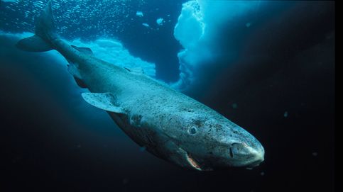 Esponjas, tiburones y humanos: los seres más longevos del planeta