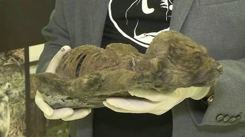 Hallan en Rusia un perro prehistórico de hace 18.000 años