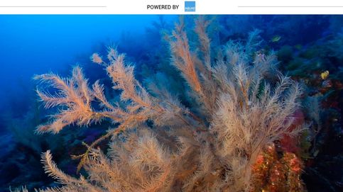  Coral negro, el tesoro marino con el que se hacen joyas