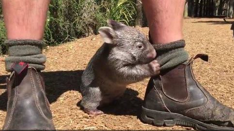 Un Wombat muy juguetón: así se las gasta el pequeño George