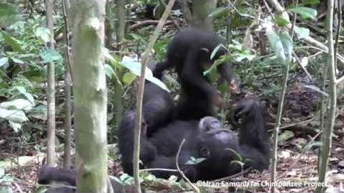 El tierno vídeo en que un chimpancé juega con su cría al avión