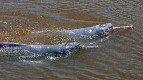 Los delfines rosados del Amazonas, amenazados por la caza ilegal