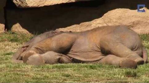  Nace el primer ejemplar de elefante africano en un zoo de México