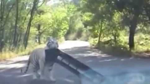 Vuelve a pasar: nuevo ataque de un tigre en el zoo de Pekín