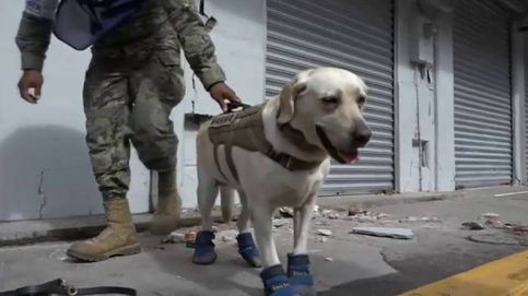 Frida, el perro de la Marina de México, se jubila