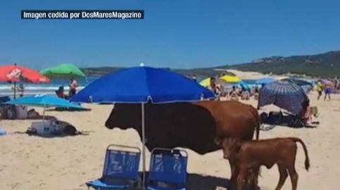 Una vaca y su ternero se refugian del calor en una playa de Cádiz