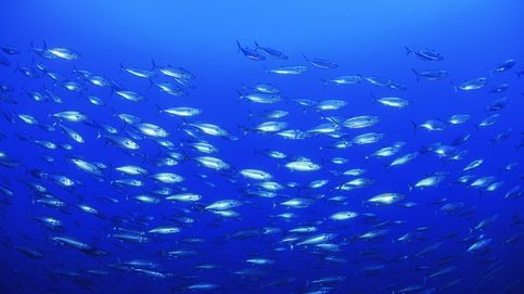 El atún listado puede recorrer 80 kilómetros al día en busca de alimento