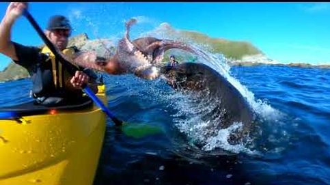 El vídeo viral de una foca golpeando a un piragüista con un pulpo 
