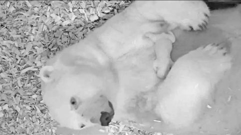 Nace una cría de oso polar en Berlín aunque sus posibilidades de sobrevivir son escasas