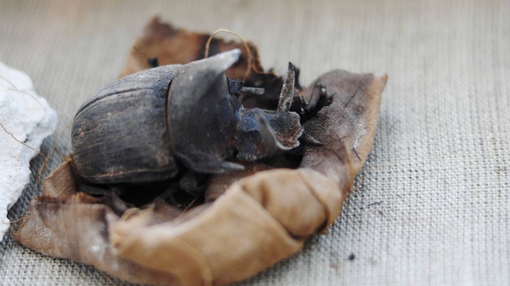un-increible-hallazgo-en-egipto-la-primera-momia-de-escarabajo-de-hace-4-000-anos.jpg