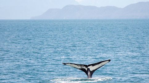 Liberan en Italia a una ballena atrapada en una red de pesca ilegal