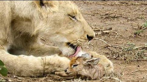 ¿Por qué esta leona se hace cargo de una cría de antílope recién nacida?