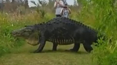 Un cocodrilo gigante aparece de entre unos arbustos en Florida