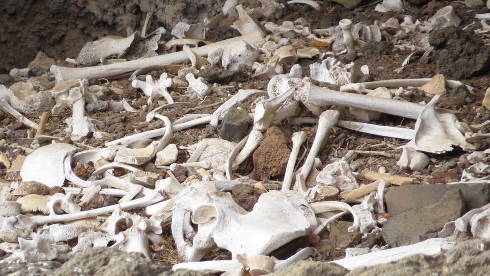 Foto: Varios restos óseos. (Cabildo de Gran Canaria)
