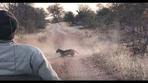 Un leopardo interrumpe a dos gacelas en plena lucha