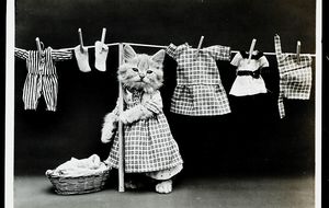 1915, el primer viral de gatos de la historia