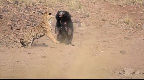 Graban la pelea entre un oso y un tigre en un safari