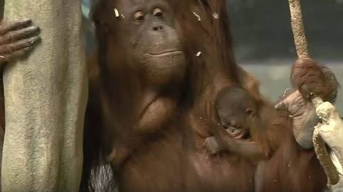 El pequeño bebé de orangután del Zoo Brookfield de Chicago