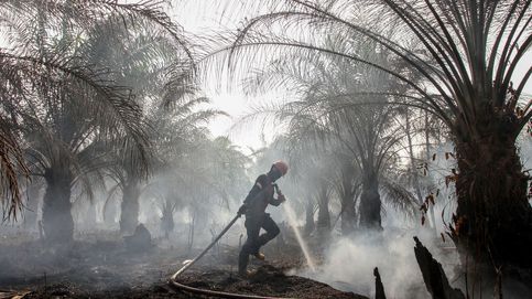 La expansión del cultivo de aceite de palma amenaza a los indígenas indonesios