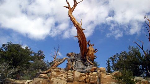 Los árboles más antiguos del planeta 