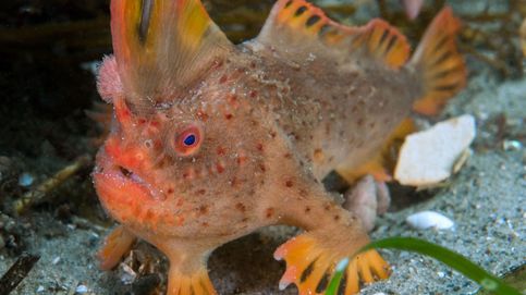 Estos son los últimos ejemplares de pez-mano rojo que quedan en el planeta