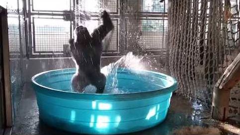 Este gorila baila a un ritmo imposible de imitar en la piscina