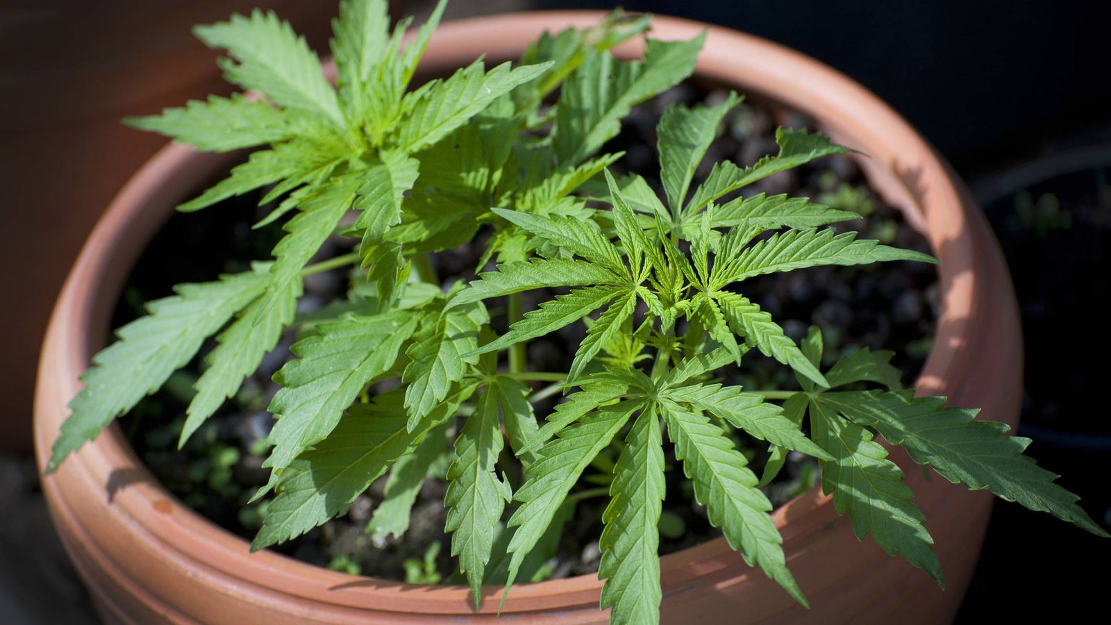El increíble vídeo que muestra como crece una planta de marihuana en  'timelapse'