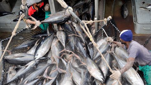 La UE mantiene la sobrepesca en contra de científicos y ecologistas