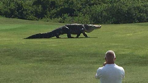 Graban a un caimán gigante dándose un 'paseo' por un campo de golf
