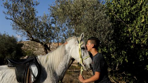 Un conflicto tan eterno como el amor por sus caballos