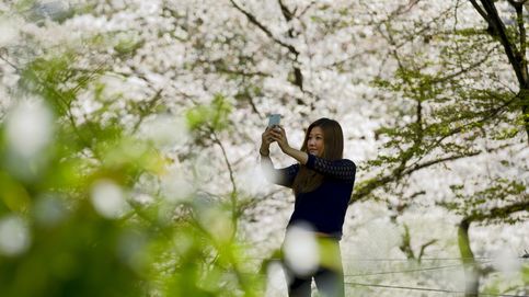 Los cerezos en flor de Japón: las imágenes más bonitas de este espectáculo natural