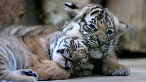 El milagro 'malayo' de Praga: tigres mellizos y en peligro de extinción