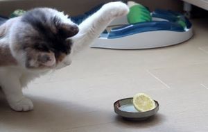 El gato y el limón. Combate a muerte