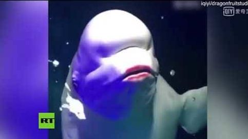 Un acuario chino pide disculpas después de pintarle los 'labios' a una beluga
